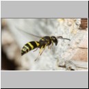 Ancistrocerus nigricornis - Lehmwespe 20b am IH.jpg